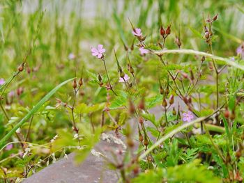 Close-up of plant