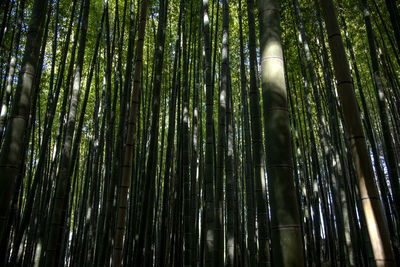 Low angle view of bamboo trees in forest