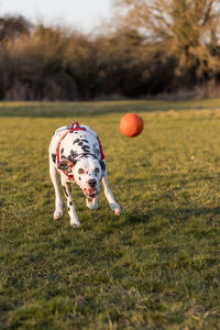 Dog playing with ball on field