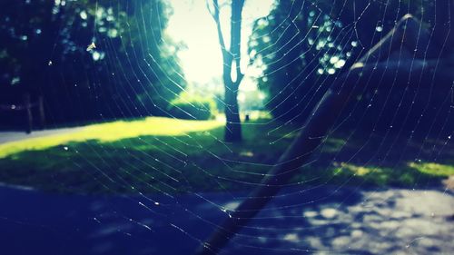 Close-up of spider web