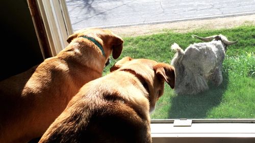 View of a dog looking through window