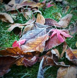 Close-up of dry leaves