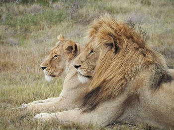 View of a lion