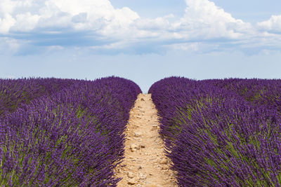 Lavender cultivated field and path in provence, france