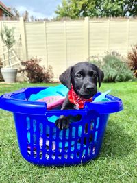 High angle view of puppy in basket on field