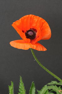 Close-up of orange flowers