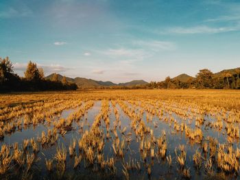 Scenic view of agricultural field against sky