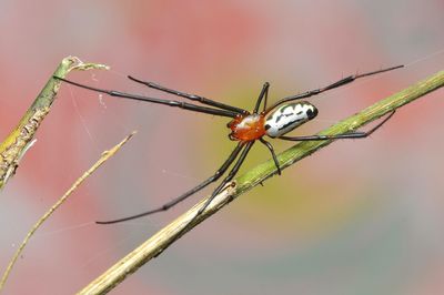 Close-up of insect