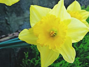 Close-up of yellow flower