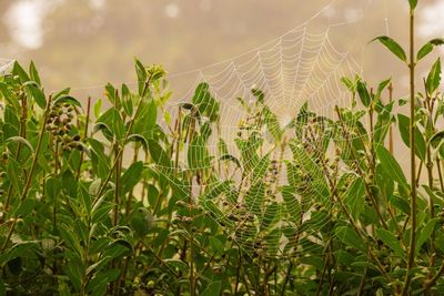 Close-up of crops growing on field