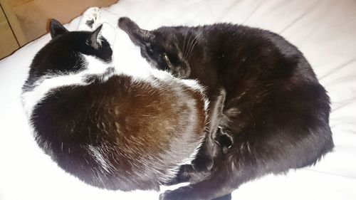 Close-up of cat sleeping