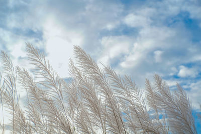 Low angle view of stalks against sky