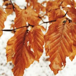 Close-up of leaves