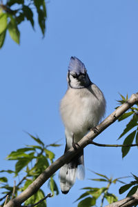 Low angle view of bird perching on tree against sky