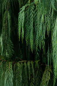 Close-up of pine tree