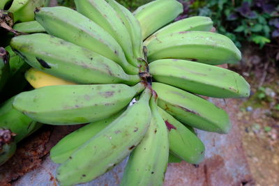 High angle view of fruits on tree