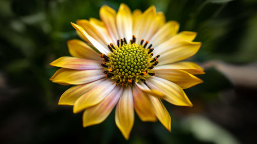 Close-up of yellow flower