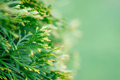 Close up green arborvitae plant bush leaves