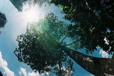 Low angle view of tree against sky