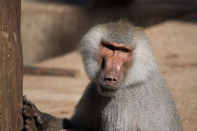 Close-up of monkey