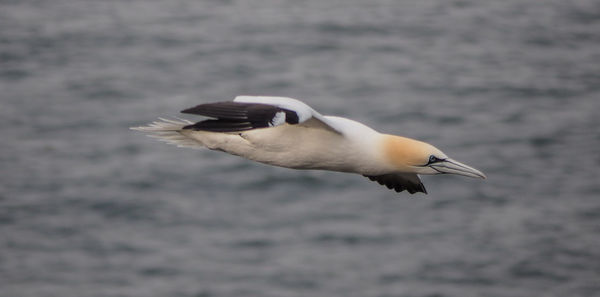 Close-up of seagull flying over lake