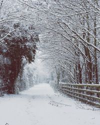 Frozen bare trees during winter