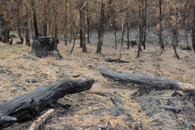 Dead tree on field in forest