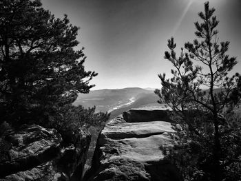 Scenic view of forest against sky