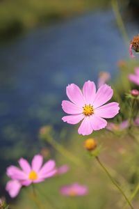 Close-up of pink flower blooming in garden