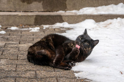 Black cat resting on footpath