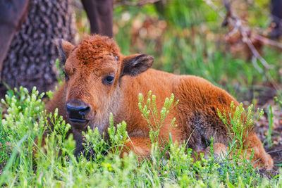Portrait of an animal on field