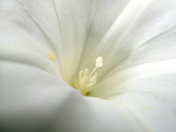 Extreme close up of flower