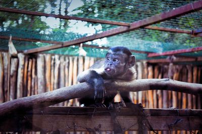 Low angle view of monkey in cage at zoo