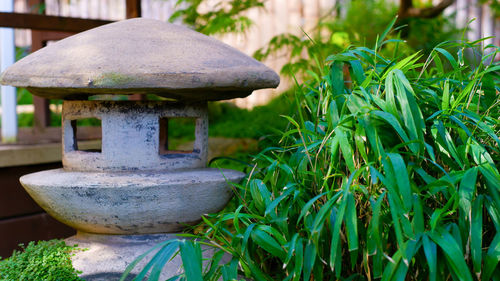 Japanese garden. a stone lamp and a plant with narrow green leaves adorn a japanese garden.