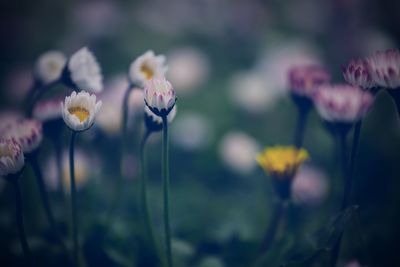 Close-up of flowering plants on field