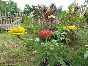 View of flowering plants and yellow flowers on field