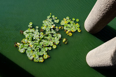 High angle view of flowering plant by lake