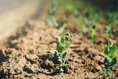 Close-up of small plant growing on field