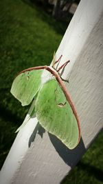 Close-up of butterfly on plant