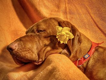 Vizsla dog  with flower