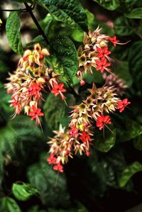 Close-up of red flowers