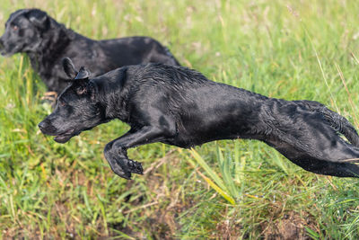 Black dog lying on grass