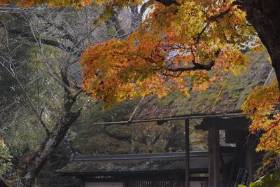 Close-up of autumn tree against sky