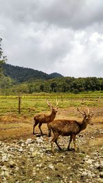 Giraffe on field against sky