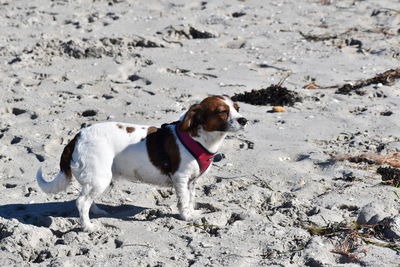 High angle view of dog looking away