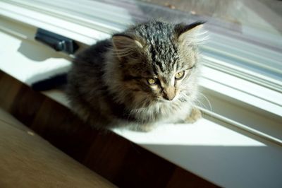 Kitten sitting on window sill