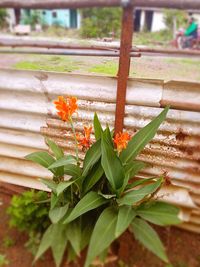 Close-up of flowering plant