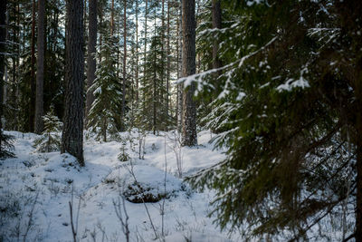 Trees in forest during winter