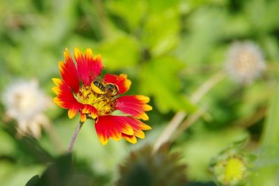 Close-up of butterfly pollinating on flower