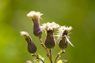 Close-up of thistle growing on plant